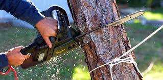 How Our Tree Care Process Works  in  Landover, MD