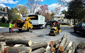 Best Fruit Tree Pruning  in Landover, MD