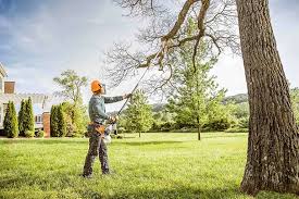 Best Root Management and Removal  in Landover, MD
