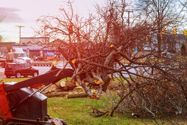 Best Tree Preservation Services  in Landover, MD