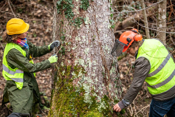 Best Hazardous Tree Removal  in Landover, MD