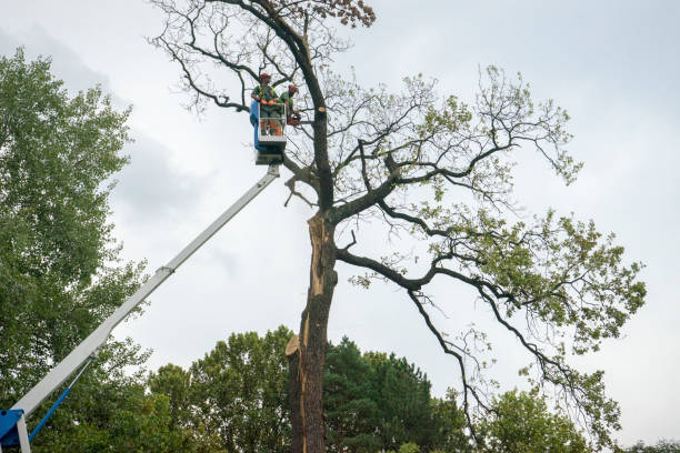 Best Leaf Removal  in Landover, MD